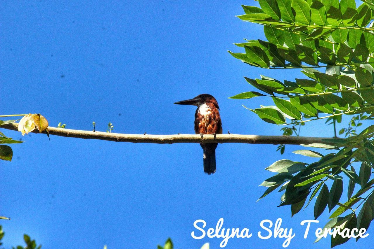 Selyna Sky Terrace Bed & Breakfast Kandy Exterior photo